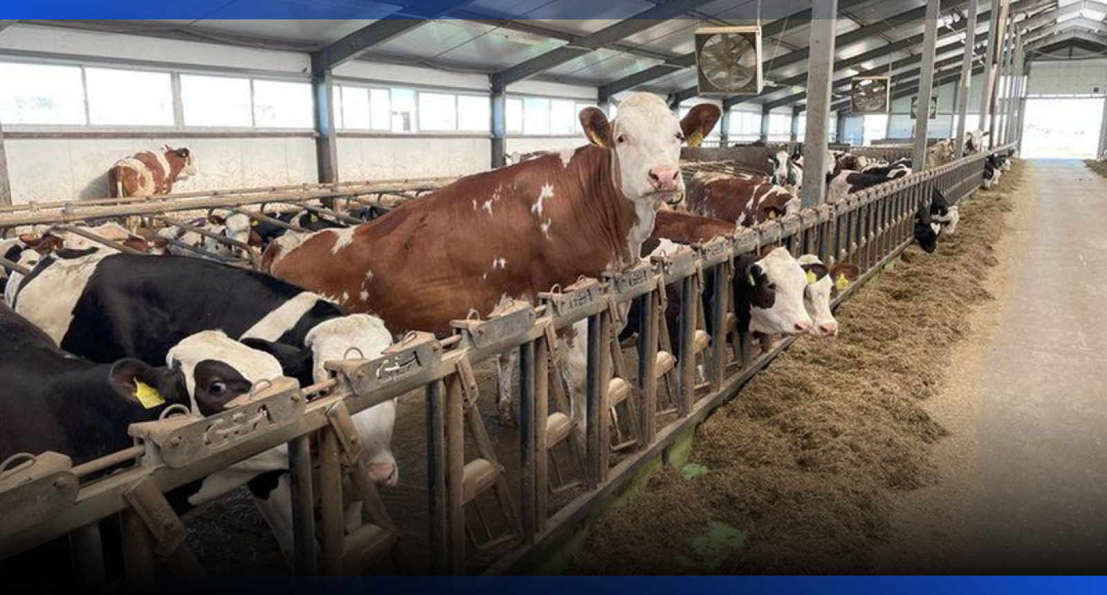 Image for Молочно-товарную ферму на 1200 голов построят в Алматинской области